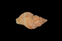 藏品(焦黃峨螺)的圖片